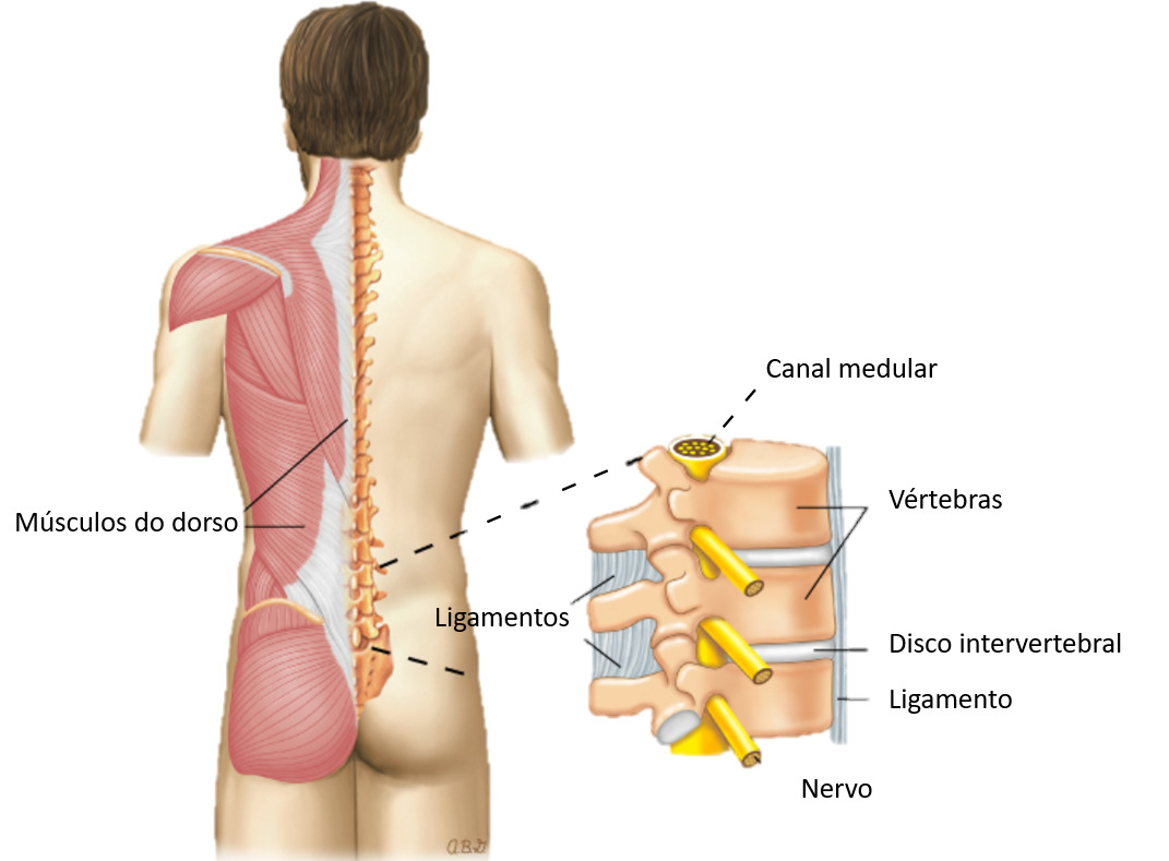 Lombalgia Dor lombar - Dor nas costas - O que é importante saber?